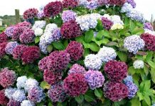 Conheça as plantas de jardim mais venenosas