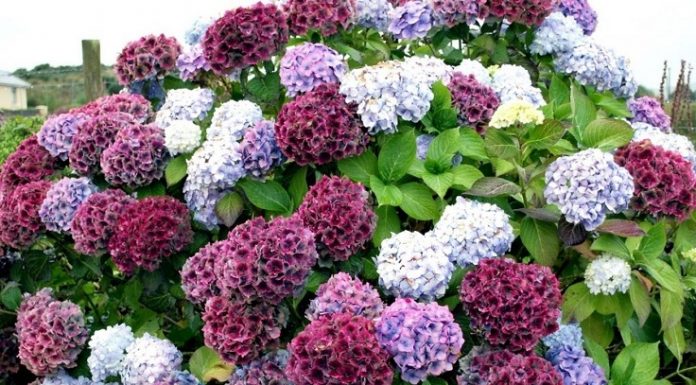 Conheça as plantas de jardim mais venenosas