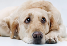 Você sabia que o seu cãozinho sofre com o mesmo nível de estresse que o seu?