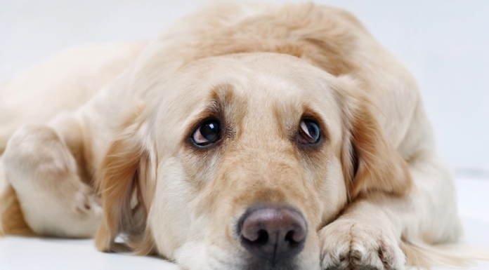 Você sabia que o seu cãozinho sofre com o mesmo nível de estresse que o seu?
