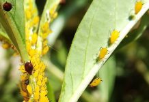 Receita com sabão para acabar com pulgões