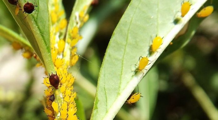 Receita com sabão para acabar com pulgões