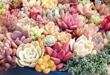 Aprenda a cultivar suculentas