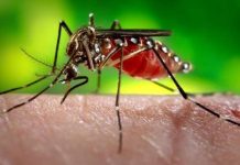 Aprenda a fazer uma armadilha infalível para eliminar os mosquitos