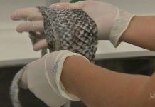 Estudo brasileiro sobre o uso da pele de tilápia vai para o espaço com o apoio da NASA