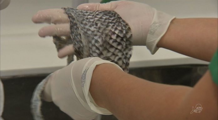 Estudo brasileiro sobre o uso da pele de tilápia vai para o espaço com o apoio da NASA