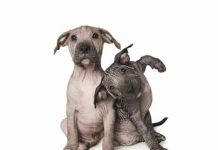 Animais deficientes são incríveis e sua doçura é retratada pelo fotógrafo Alex Cearns