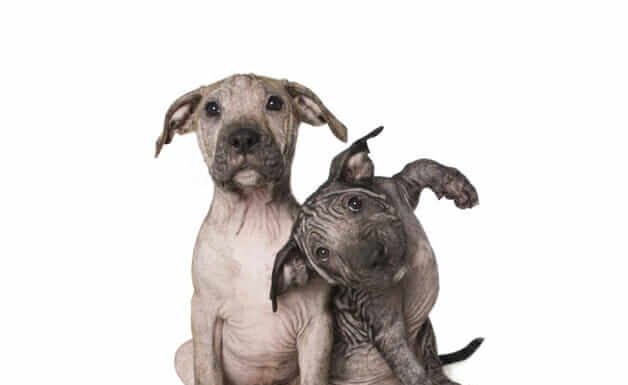 Animais deficientes são incríveis e sua doçura é retratada pelo fotógrafo Alex Cearns