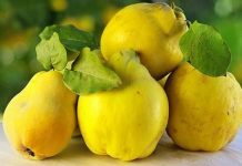 Marmelo: assado, cozido ou em compotas e doces, este fruto é uma verdadeira delícia