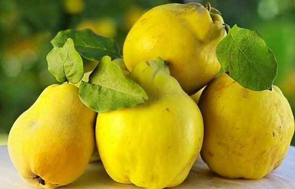 Marmelo: assado, cozido ou em compotas e doces, este fruto é uma verdadeira delícia