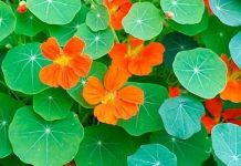 Benefícios da capuchinha