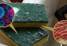 Esponja de lavar louça tem mais bactérias e fungos do que pensamos.