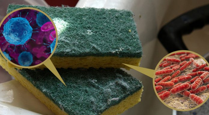 Esponja de lavar louça tem mais bactérias e fungos do que pensamos.