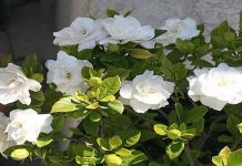 A gardênia pode ser tão eficaz para o combate ao estresse e a ansiedade quanto um medicamento