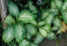 Conheça os perigos de ter esta planta na sua casa