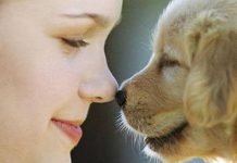 Estudo conclui que amor entre dono e cão é tão intenso e verdadeiro quanto entre uma mãe e um filho