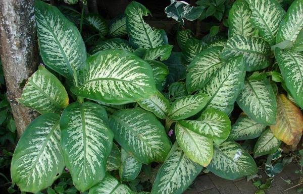 Conheça os perigos de ter esta planta na sua casa