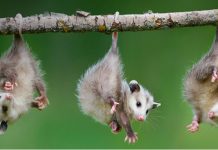 Um pouco mais sobre “bulling”que sofre o Gambá, um ser inofensivo a natureza humana.