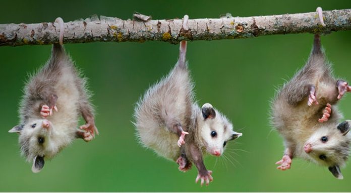 Um pouco mais sobre “bulling”que sofre o Gambá, um ser inofensivo a natureza humana.