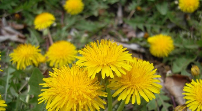 Dente-de-leão: 6 benefícios e virtudes para a saúde.