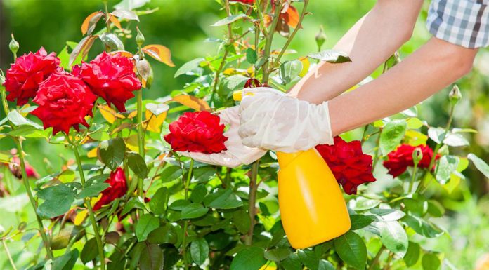 Bicarbonato de sódio é o melhor amigo do jardim (e suas plantas).