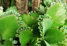 Aranto pode combater o câncer