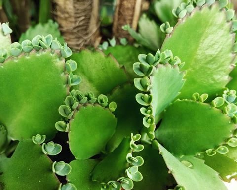 Aranto pode combater o câncer