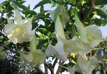 5 Plantas silvestres que podem matar e 5 que podem salvar sua vida