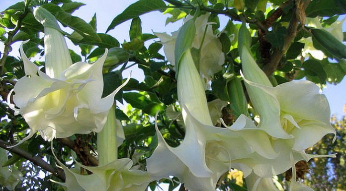 5 Plantas silvestres que podem matar e 5 que podem salvar sua vida