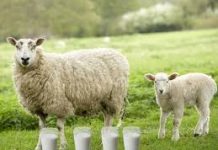 Varizes e eczema varicoso ?tratamos com este remédio rural.