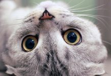 Pesquisas comprovam que preferir gatos está associado a alta inteligência