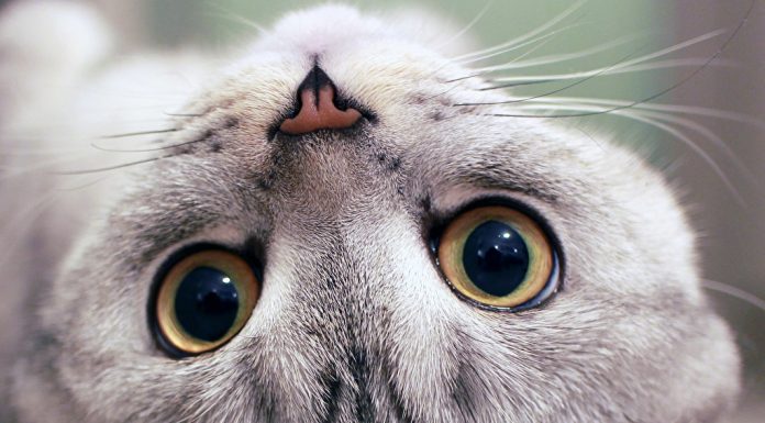 Pesquisas comprovam que preferir gatos está associado a alta inteligência