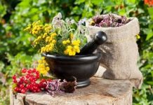 Tratamento herbal de pólipos: receita de Evgeny Stepanovich – um célebre herbalista russo.