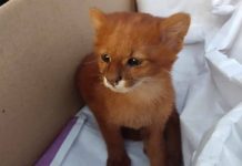 Jovem descobre que gatinho adotado na Argentina era um puma selvagem