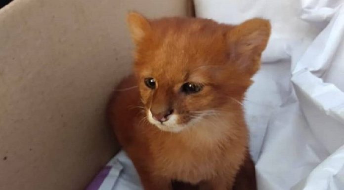 Jovem descobre que gatinho adotado na Argentina era um puma selvagem