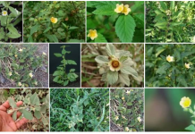 Além de ser usada para confeccionar vassouras a Guanxuma tem propriedades medicinais.