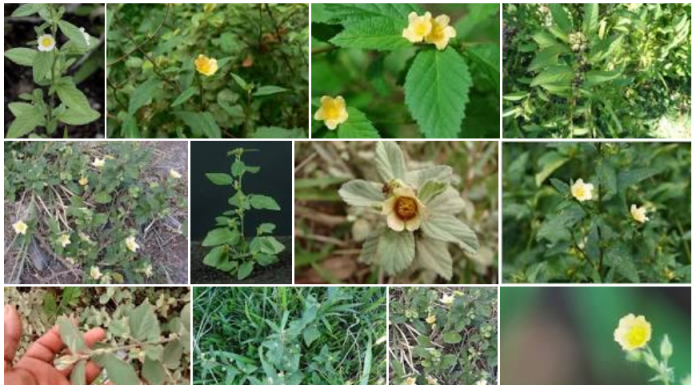 Além de ser usada para confeccionar vassouras a Guanxuma tem propriedades medicinais.