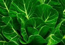 O hábito de ingerir couve todos os dias pode deixar seu cérebro 11 anos mais jovem