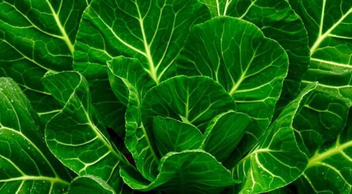 O hábito de ingerir couve todos os dias pode deixar seu cérebro 11 anos mais jovem