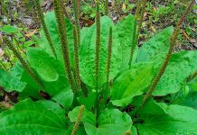 Conheça os benefícios do chá de Tanchagem