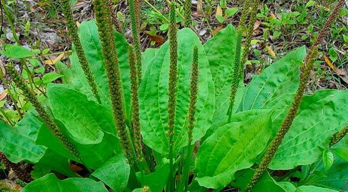 Conheça os benefícios do chá de Tanchagem