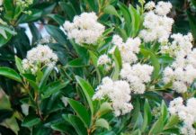 Chá de canela de velho: Benefícios