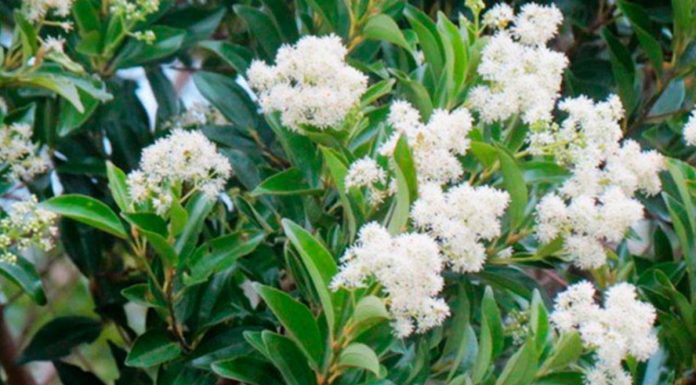 Chá de canela de velho: Benefícios