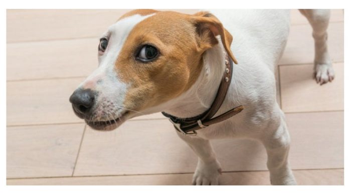 Ciência confirma que cachorros conseguem identificar pessoas ruins