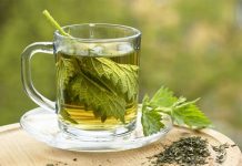 Boldo: Conheça os benefícios dessa planta medicinal