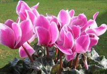 Plantas cultivadas dentro de casa , como mantê-las lindas?