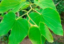 Chá de pata-de-vaca pode beneficiar pessoas que sofrem com diabetes