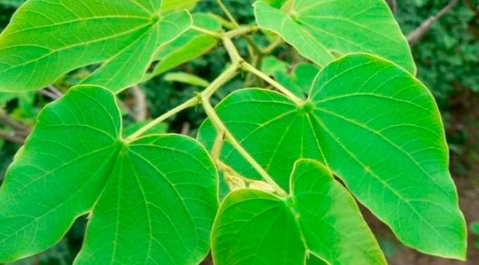 Chá de pata-de-vaca pode beneficiar pessoas que sofrem com diabetes