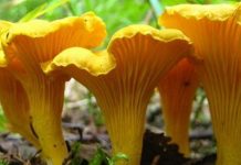 Cogumelos: indicado para tratamento do fígado