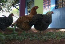Galinhas doadas combatem escorpiões em escola e conquistam alunos